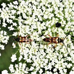 Typocerus velutinus