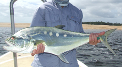 Scomberoides commersonnianus