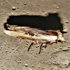 Xylena curvimacula