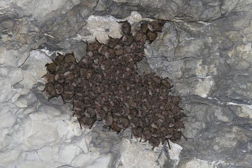 Little Brown Bat photographed in New York