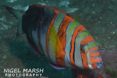Harlequin Tuskfish photo 3
