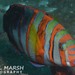 Harlequin Tuskfish - Photo (c) Nigel Marsh, some rights reserved (CC BY-NC), uploaded by Nigel Marsh