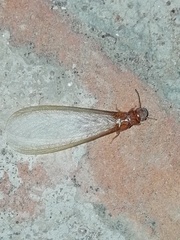 Kalotermitidae