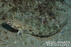 Istigobius decoratus