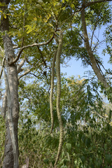 Radermachera xylocarpa
