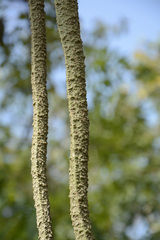 Radermachera xylocarpa