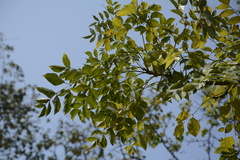 Radermachera xylocarpa