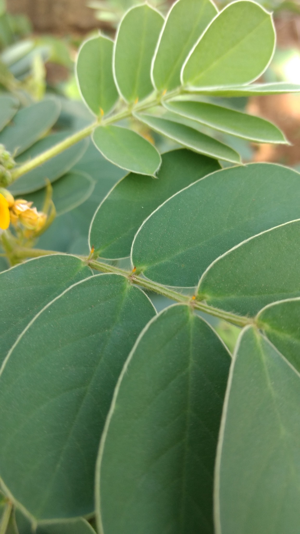 Senna uniflora