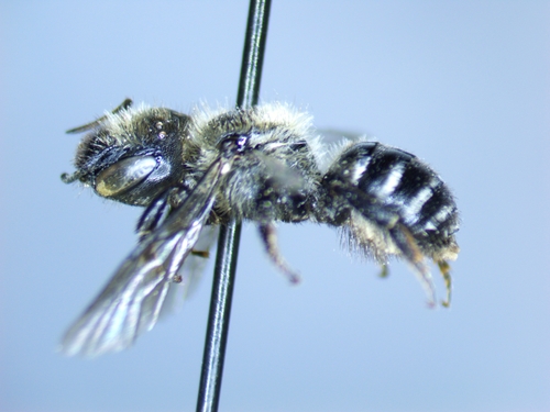 Atoposmia abjecta