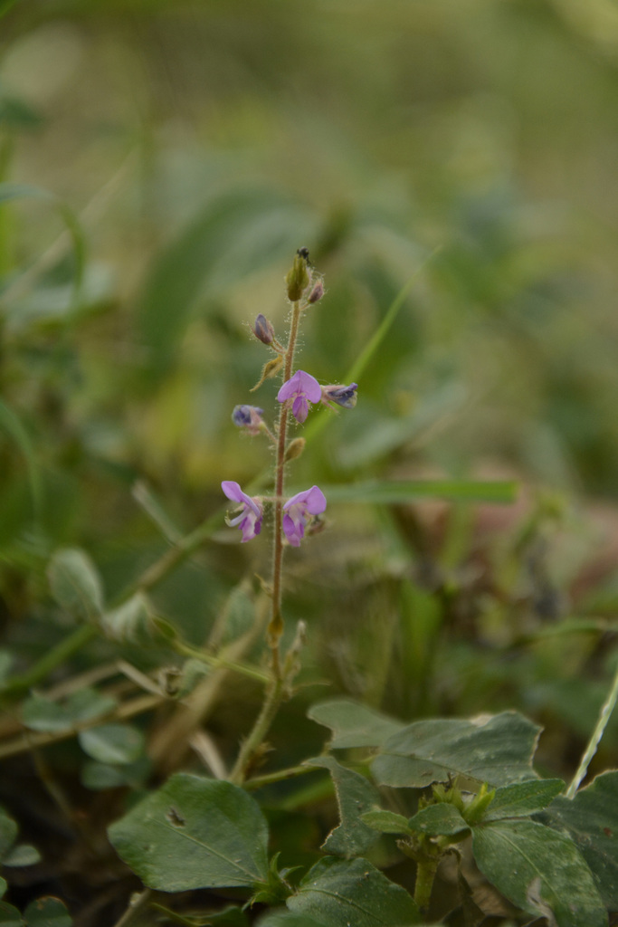 Đuôi chồn hoe (Uraria rufescens)