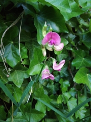 Lathyrus sylvestris