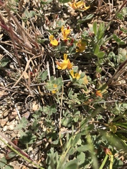 Acmispon decumbens decumbens