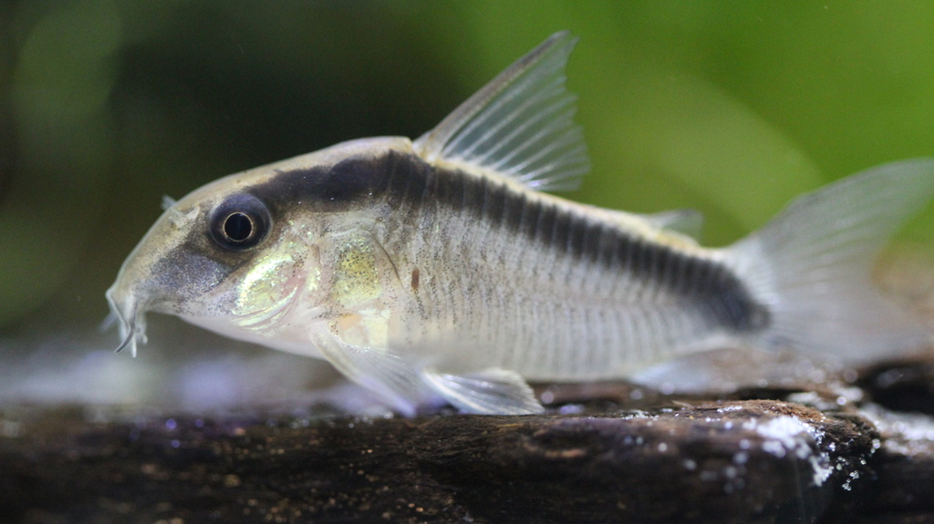 Corydoras granti