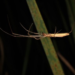 Tetragnatha versicolor