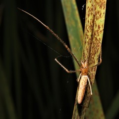 Tetragnatha versicolor