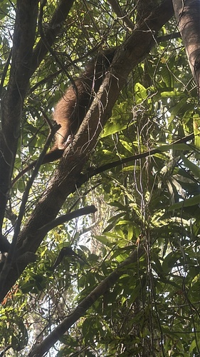 Bahia Porcupine