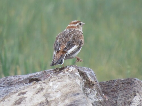 Mongolian Lark (Melanocorypha mongolica), photo 8