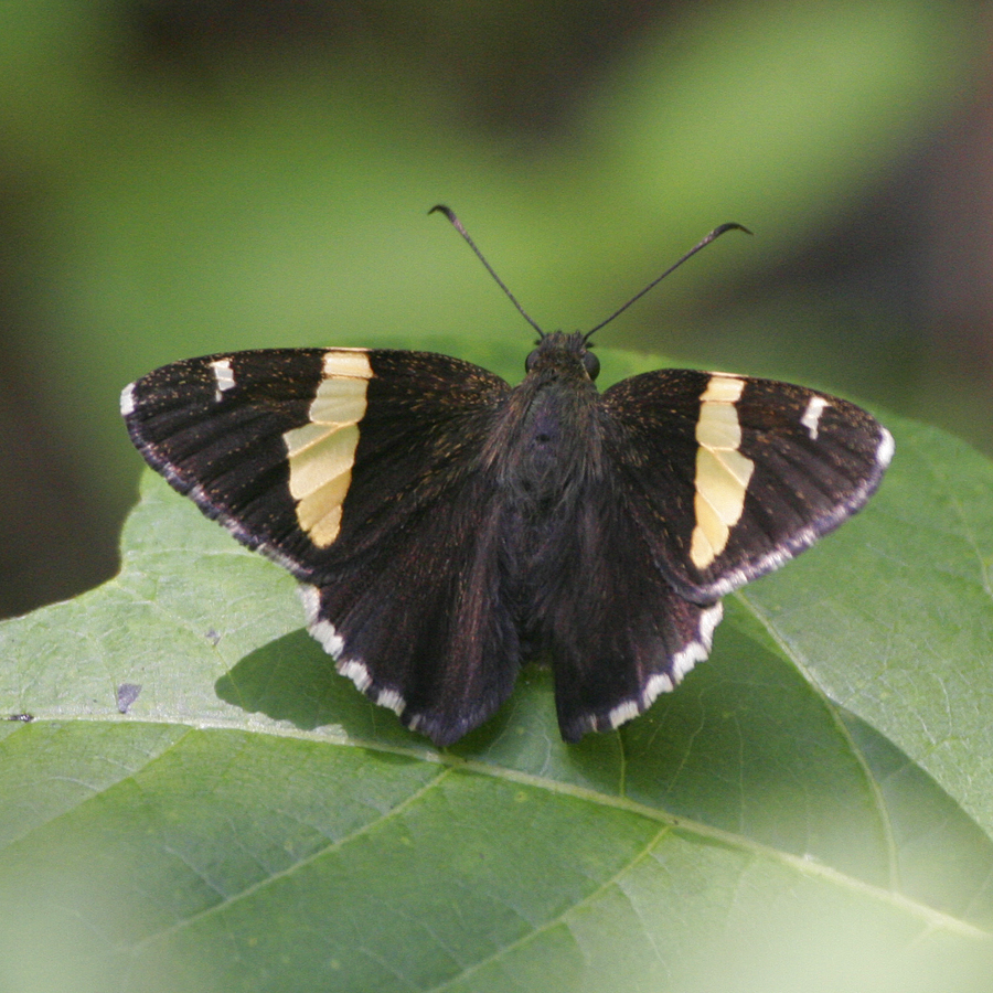 Golden Banded-Skipper