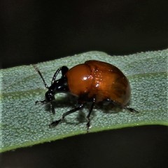 Synolabus nigripes