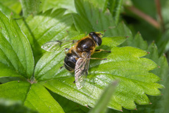 Eristalis rupium