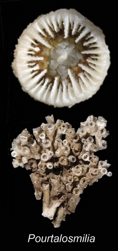 Pourtalosmilia anthophyllites