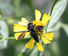 Coelioxys dolichos