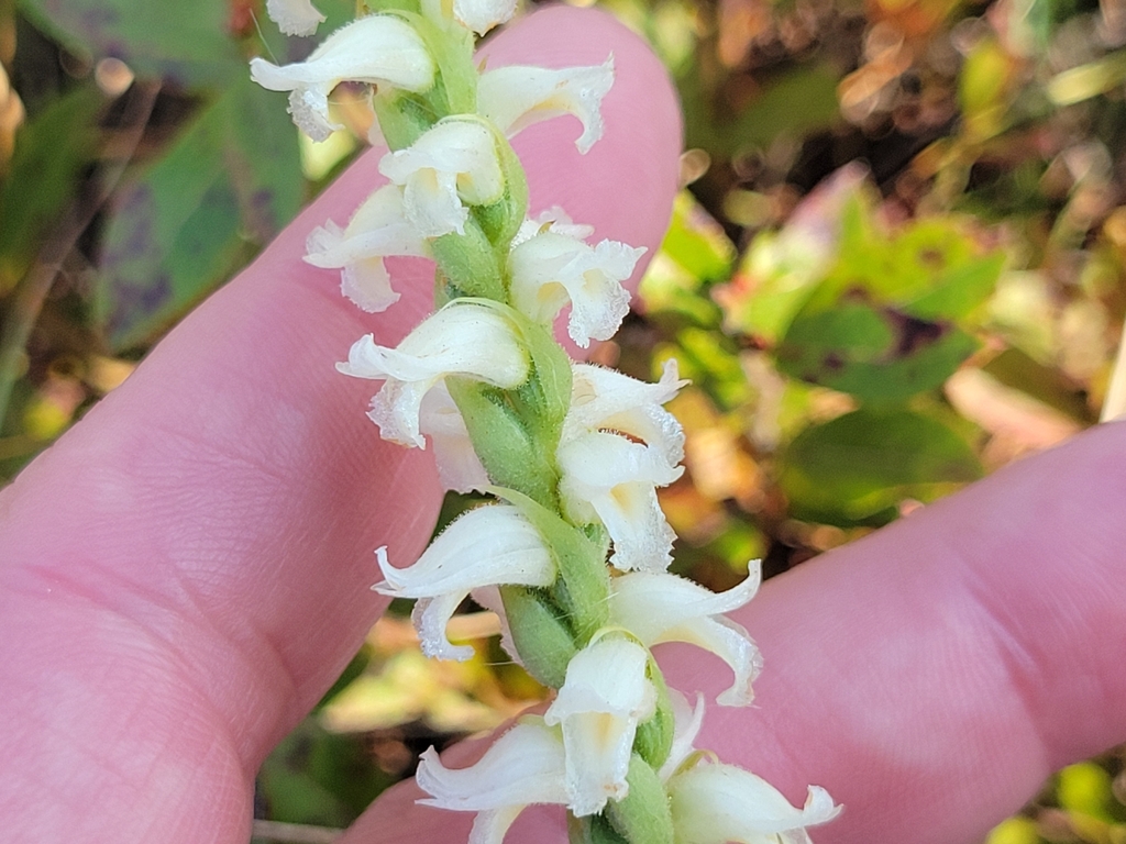 Spiranthes ochroleuca