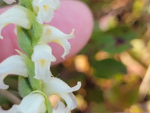 Image of Spiranthes ochroleuca by (c) Matt Pelikan, some rights reserved (CC BY)