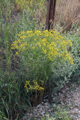 Jacobaea andrzejowskyi