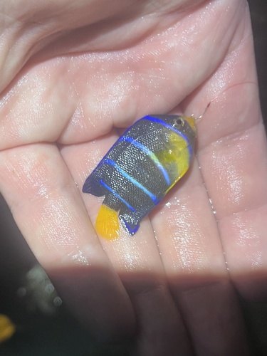 Angelfish (Holacanthus bermudensis) — Pomacanthidae — 3