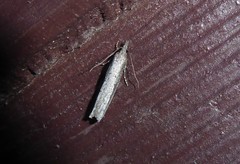 Bactra noteraula