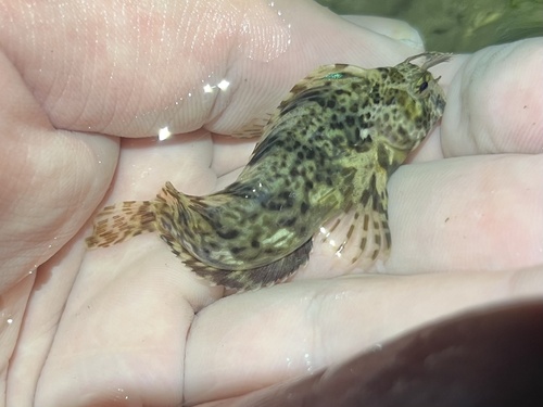 Feather blenny (Hypsoblennius hentz) — Blenniidae — 2
