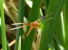 Libellula saturata
