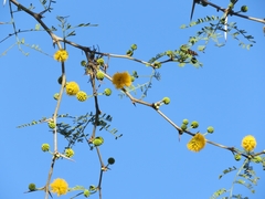 Vachellia caven