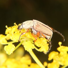 Macrodactylus subspinosus