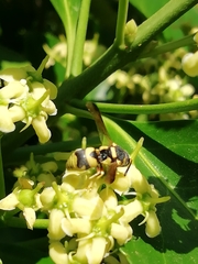Euodynerus variegatus