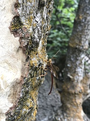 Megarhyssa macrurus icterosticta