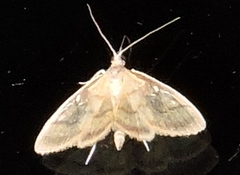 Crocidophora tuberculalis