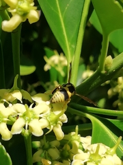 Euodynerus variegatus