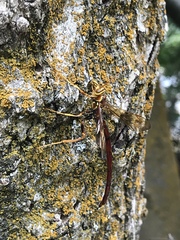 Megarhyssa macrurus icterosticta