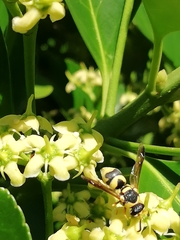 Euodynerus variegatus