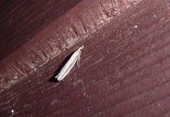 Bactra noteraula