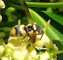 Euodynerus variegatus