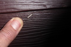 Bactra noteraula