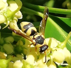 Euodynerus variegatus