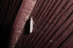 Bactra noteraula