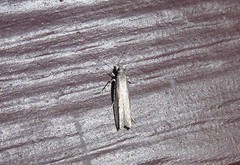 Bactra noteraula