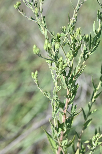 Image of Brickellia eupatorioides by no rights reserved