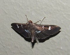 Lamprosema