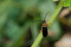 Cantharis flavilabris